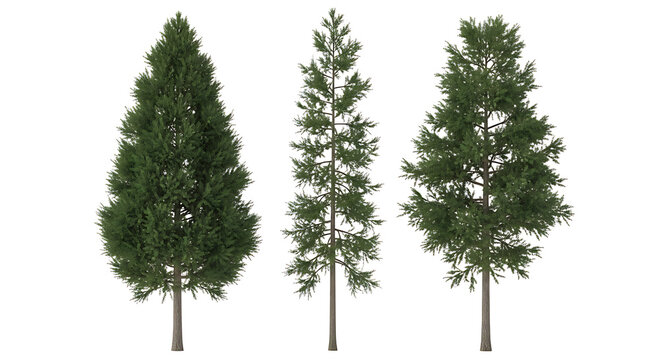 Set of three isolated green pine trees on white background for landscape design architecture forest environment nature scene creation and gardening outdoor park visualization graphics