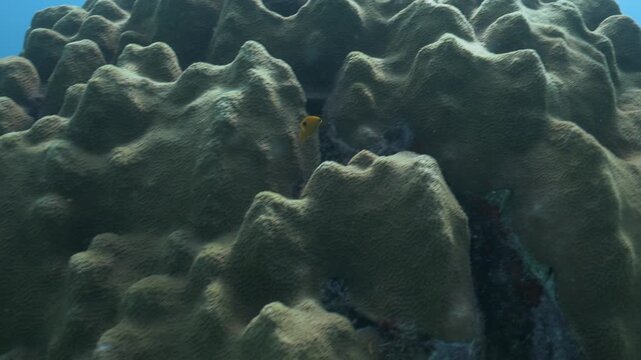 Stegastes planifrons Threespot damselfish swimming over hard coral reef