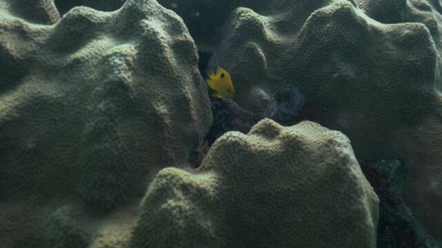 Stegastes planifrons Threespot damselfish swimming over hard corals