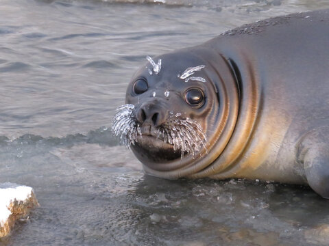Southern Elephant Seal with frozen whiskers