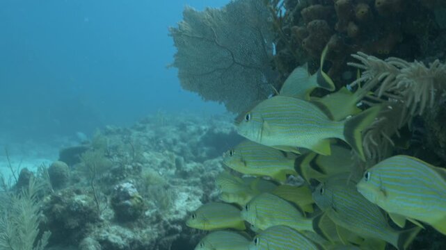 School of french grunt Haemulon flavolineatum fish swimming underwater near coral reef