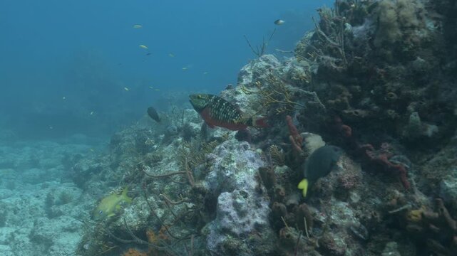 Colorful Stoplight parrotfish Sparisoma Viride swimming over coral reef