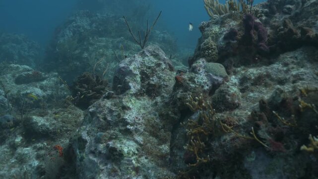 Tropical coral reef teeming with swimming fish