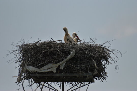 Storks in nest