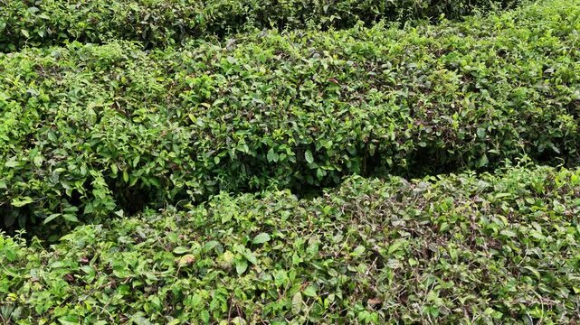 High-angle aerial drone footage reveals the mesmerizing geometric patterns and vibrant green textures of a vast, neatly terraced tea plantation spanning across a tropical highland landscape.