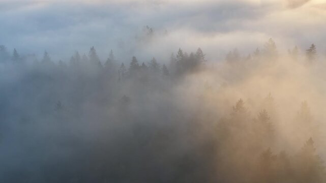 Fog drifts over a scenic forest of evergreen fir trees in Oregon, just south of Portland. The entire Pacific Northwest region is known for its magnificent forests and mountainous landscapes.