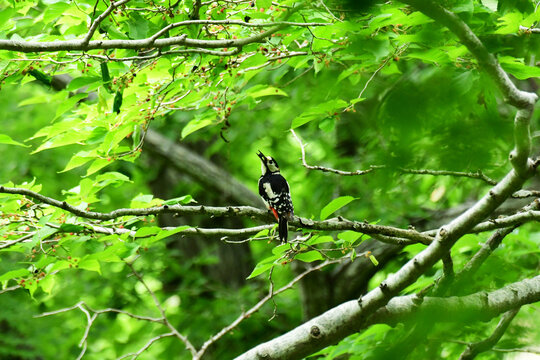 黒い実をくわえる新緑の森のアカゲラ