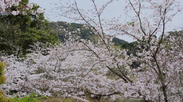 桜
