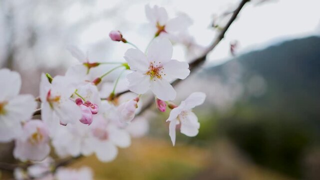 桜