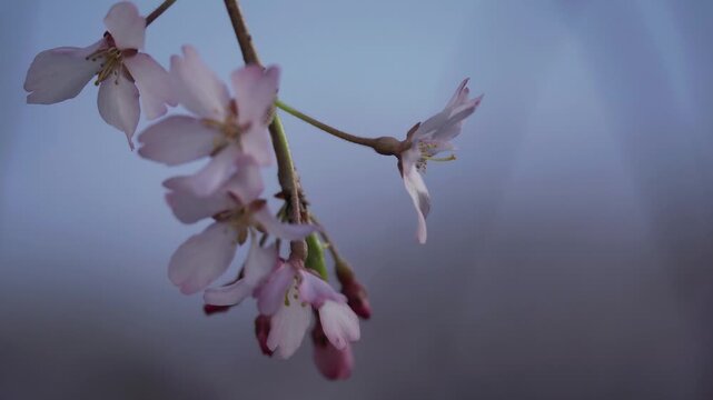 Tokyo, Japan - March 30, 2026: closeup of Pendula Maxim or weeping cherry blossoms in full bloom at dawn
