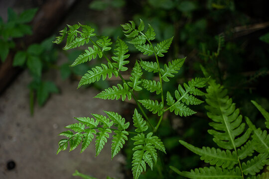 Sharp close-up of a fresh green fern leaf (Polypodiopsida) with symmetrical fronds. Ideal for botanical studies, tropical flora, and nature-themed backgrounds.