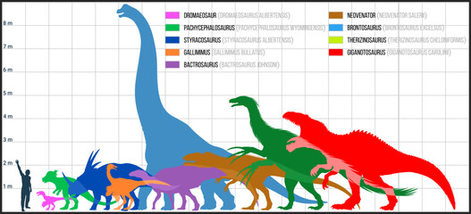 Dinosaur Size Comparison Chart with Human Silhouette – Brontosaurus, Giganotosaurus, Therizinosaurus, Neovenator, Gallimimus, Styracosaurus, Pachycephalosaurus, Bactrosaurus, Dromaeosaurus © Save Jungle