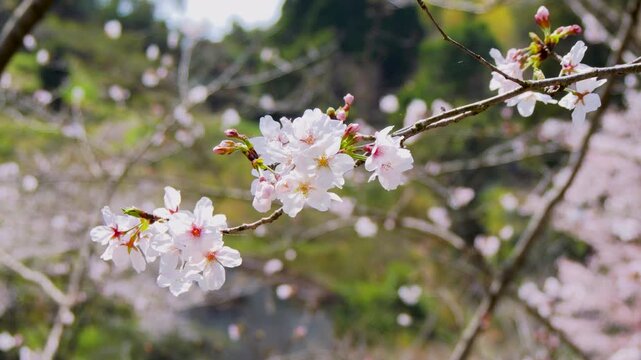 桜