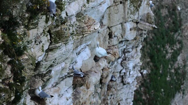 Seabirds nesting on rocky cliff, including gannets and gulls, with chicks and nests, showing wildlife behavior in natural coastal habitat.