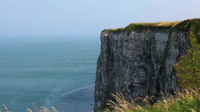 Seaside cliff with flying seabirds over ocean, showing dramatic coastal landscape, rocky formations and natural habitat under clear blue sky.