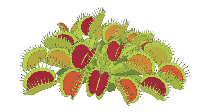 Illustration of several Venus flytrap carnivorous plants with open red and green traps