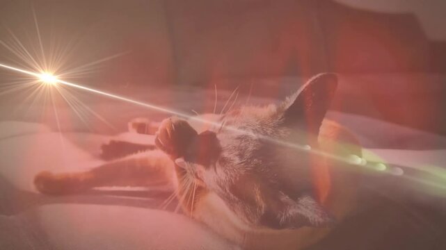 Grooming Siamese-like cat lifting paw, rubbing face on couch with red overlay and moving flare