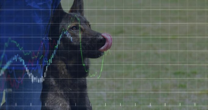 Vertical video: Trainer giving treat on grass, dog focusing while finance overlay tracking for demo