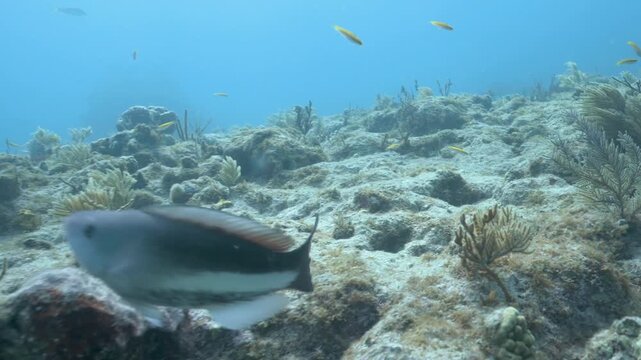 Queen parrotfish Scarus vetula Initial juvenile phase feeding on a coral reef