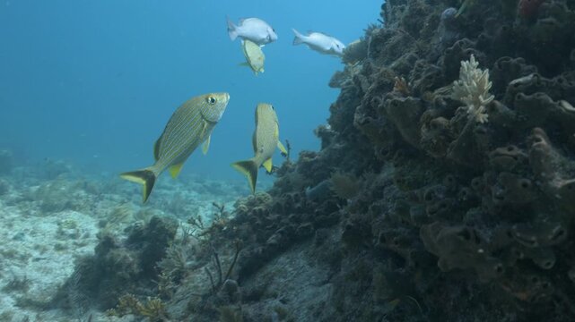 School of bluestriped grunt Haemulon sciurus fish swimming near a coral reef
