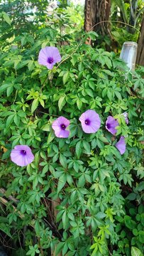 Beautiful view of Ruellia simplex plant