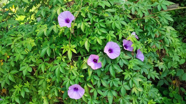 Beautiful view of Ruellia simplex plant