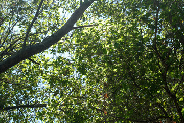 Fototapeta premium View through oak trees in the forest