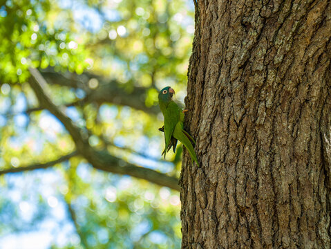 One Blue-crowned Parakeet Thectocercus acuticaudatus perched on furrowed tree bark in a dense sunlit tropical woodland environment.