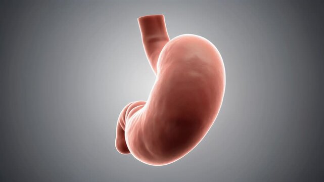Photorealistic 3D Rendered Model of Curved Human Stomach Anatomy