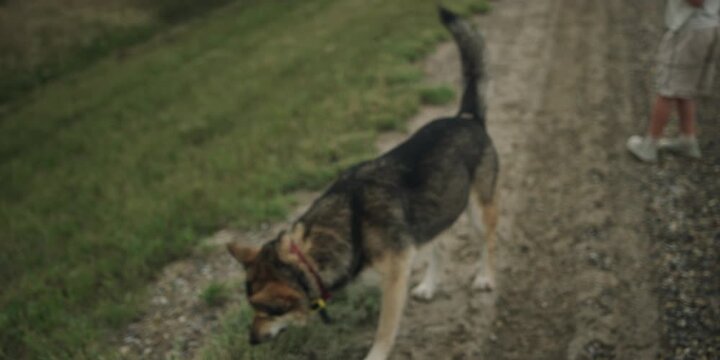 Young boy and dog standing on a dirt road facing away