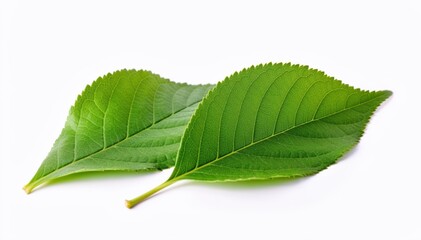 Fototapeta premium Green Leaves in Nature's Embrace: Two vibrant green leaves, showcasing intricate textures and patterns, lie side by side, bathed in natural light.