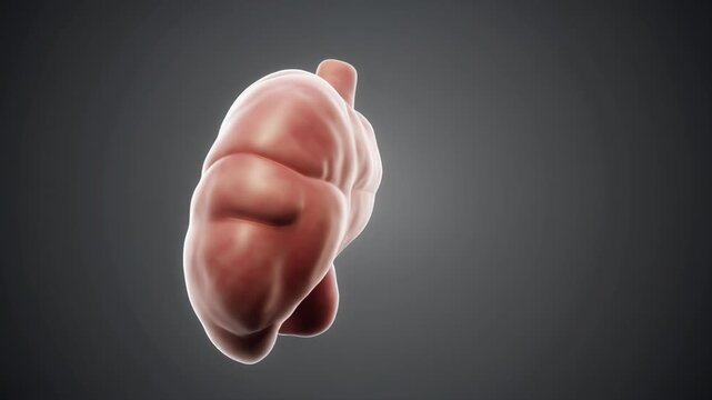 3D Rendered Human Kidney Anatomy Showing Internal Structures and Vascular System