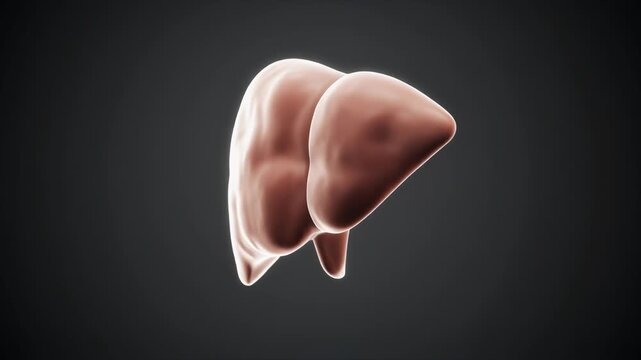 Realistic 3D Render of Human Liver Anatomy with Subtle Glowing Effect on Dark Background