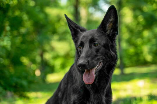 Close up portrait of a black german shepherd with upright ears and tongue out, sitting in a sunny park with blurred green trees, attentive gaze, sleek coat, and shallow depth of field