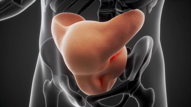 3D Anatomical Rendering of Human Urinary Bladder in Pelvis