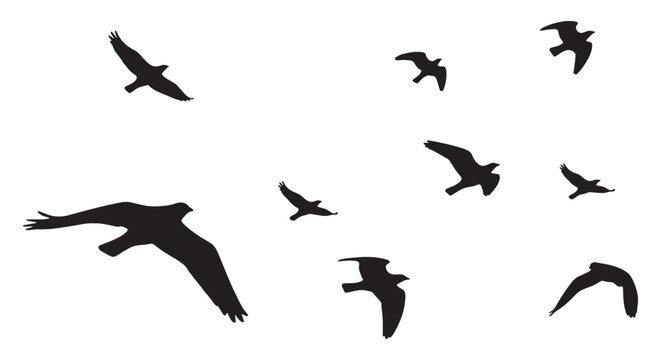 Bird Silhouette Collection &ndash; Flying, Landing & Flock Vector Pack