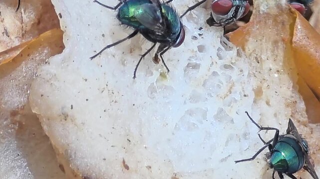 

Detail of iridescent green bottle flies swarming on waste food.20
