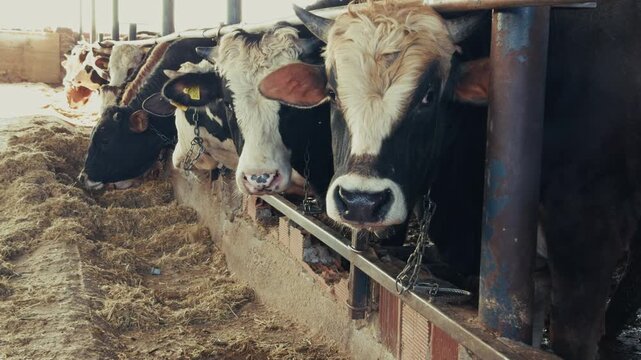 Sacrificial Cows For Qurban Feeding In A Turkish Livestock Farm
