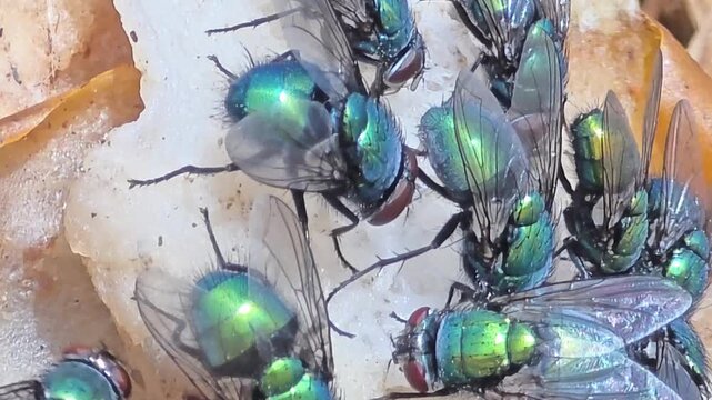 

Detail of iridescent green bottle flies swarming on waste food.22

