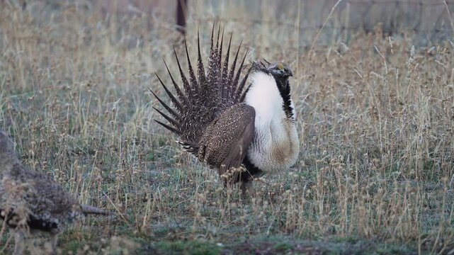 Greater Sage Grouse male strutting as a female passes by at a lek in the Utah wilderness.
