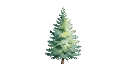 Watercolor Pine Tree Isolated on White Background © Apel