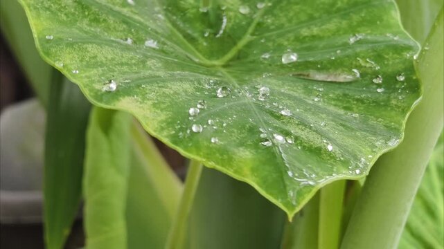 green taro leaf with water drops, part 2