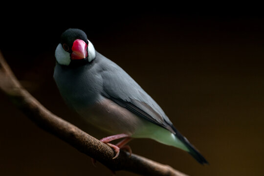 Java finch, Java sparrow, padda oryzivora, over a branch, natural bokeh background