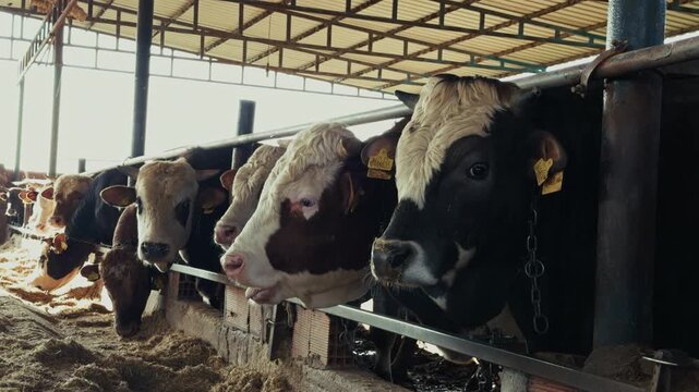 Sacrificial Cows For Qurban Feeding In A Turkish Livestock Farm