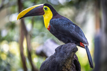 A vibrant Chestnut-mandibled toucan (Ramphastos ambiguus swainsonii) perched on a mossy branch in a Costa Rican tropical rainforest. © Teresa