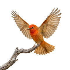 Fototapeta premium Bright Orange Bird Perched on Branch, Wings Spread, Isolated on White Background