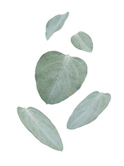 Floating silvery-green eucalyptus leaves in various sizes and orientations, isolated on a transparent background. © Glenn