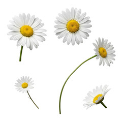 Fototapeta premium Vibrant white daisy flowers with bright yellow centers, beautifully captured in a high-quality photograph.