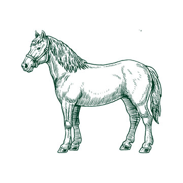 Standing Farm Horse Equine Animal Illustration
