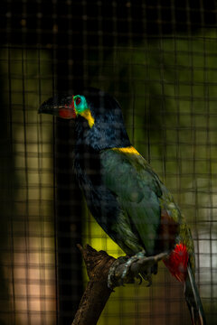 Guianan toucanet Selenidera piperivora is a colorful bird found in the Amazon rainforest. Taken in Bali bird park